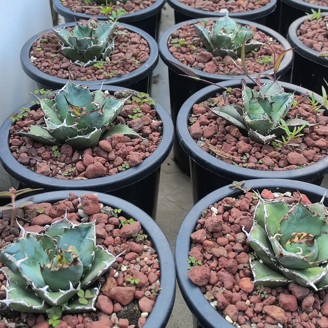 3-15cm Agave oteroi 'Hakugei'