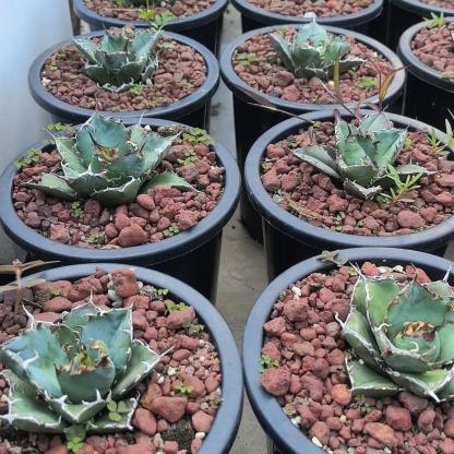 3-15cm Agave oteroi 'Hakugei'