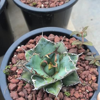 3-15cm Agave oteroi 'Hakugei'
