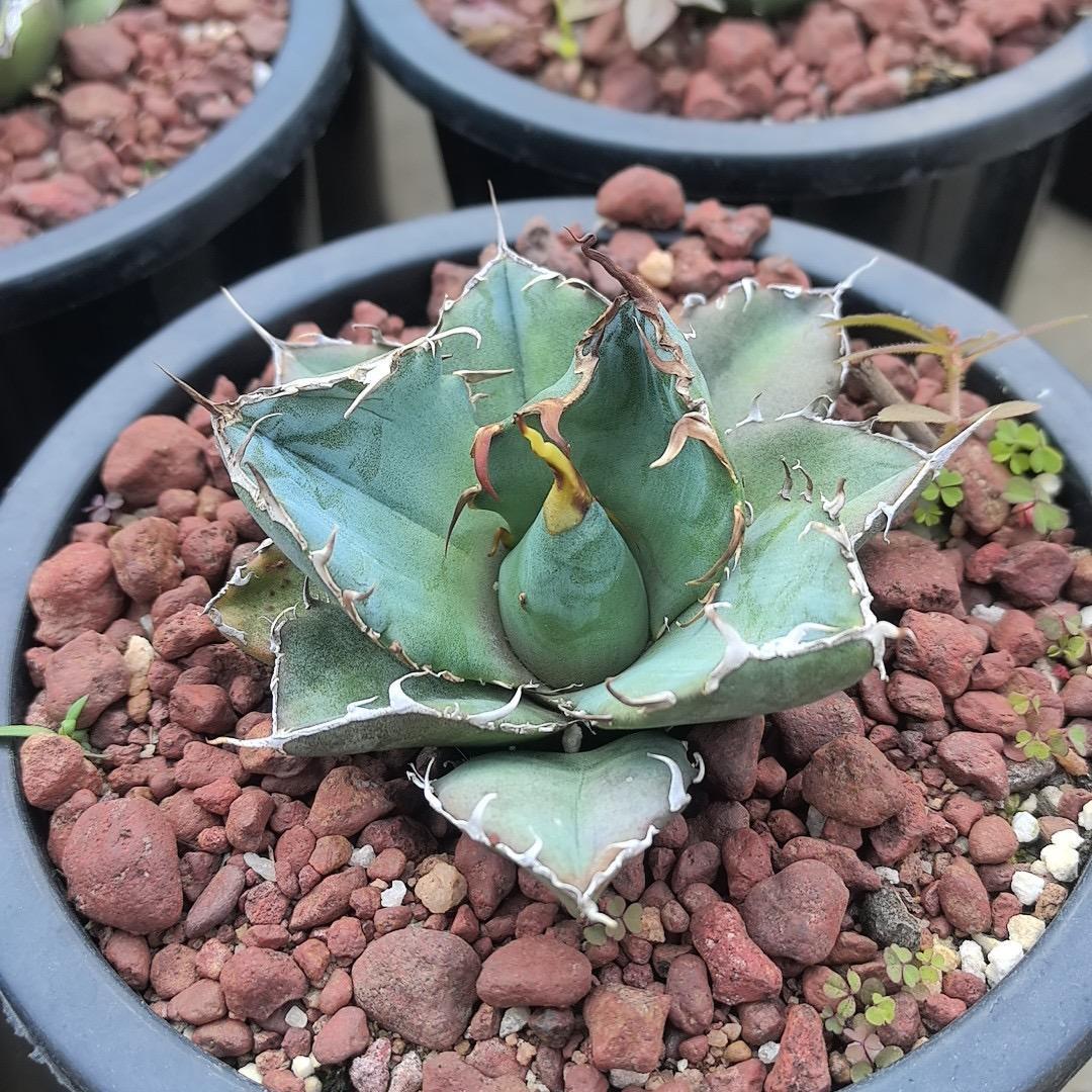 3-15cm Agave oteroi 'Hakugei'