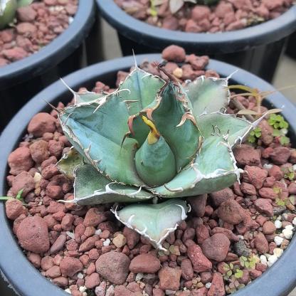 3-15cm Agave oteroi 'Hakugei'