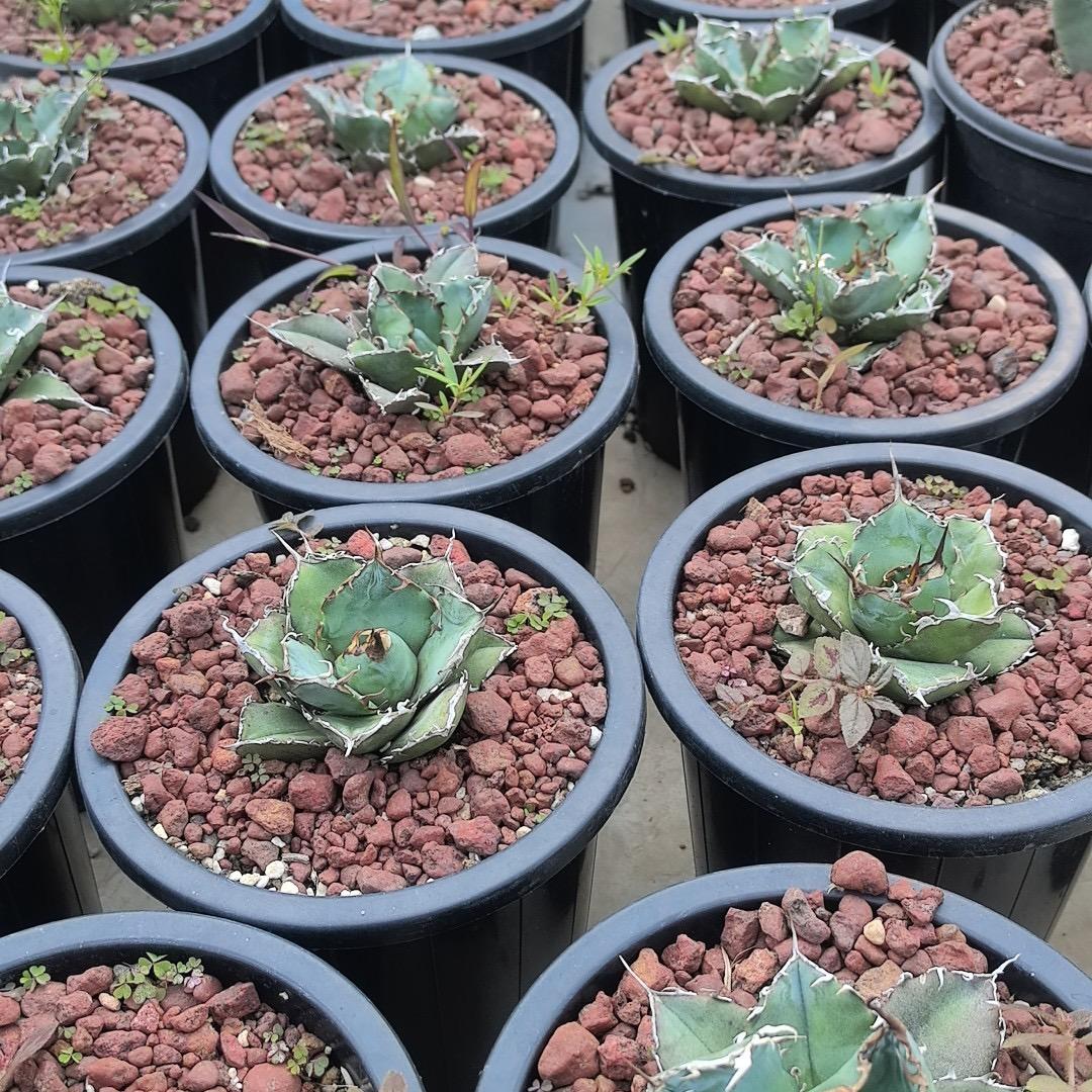 3-15cm Agave oteroi 'Hakugei'