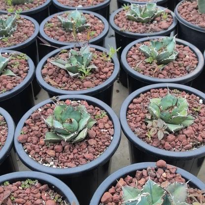 3-15cm Agave oteroi 'Hakugei'