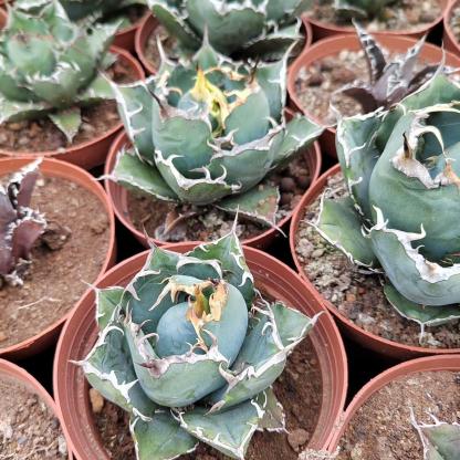 3-15cm Agave oteroi 'Hakugei'