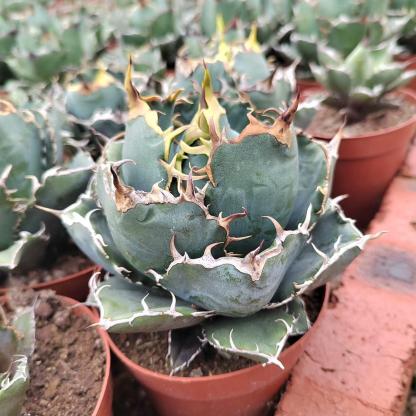 3-15cm Agave oteroi 'Hakugei'