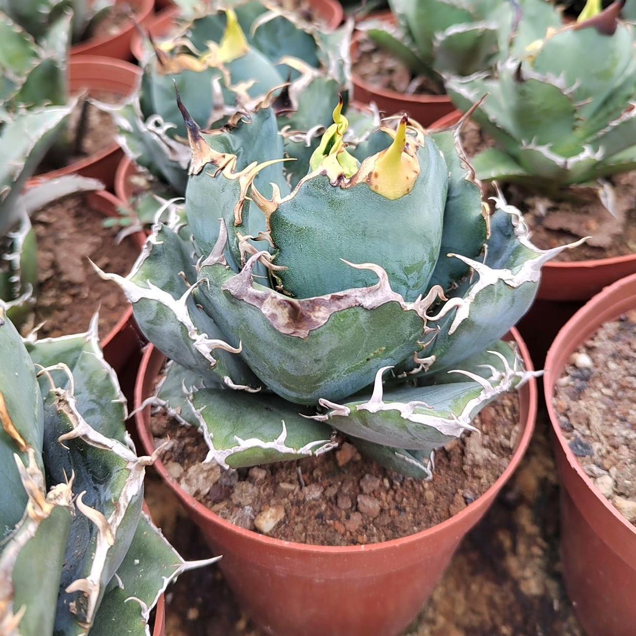 3-15cm Agave oteroi 'Hakugei'
