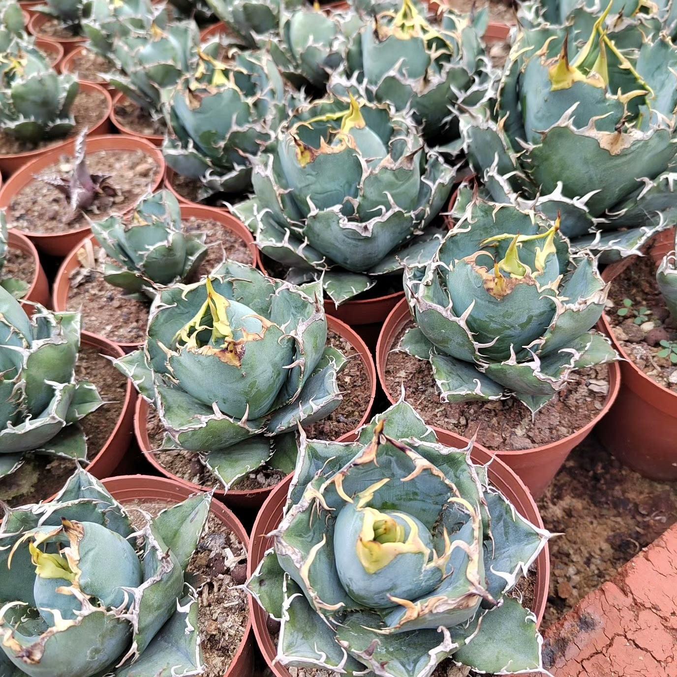 3-15cm Agave oteroi 'Hakugei'