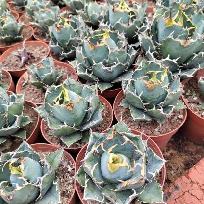3-15cm Agave oteroi 'Hakugei'