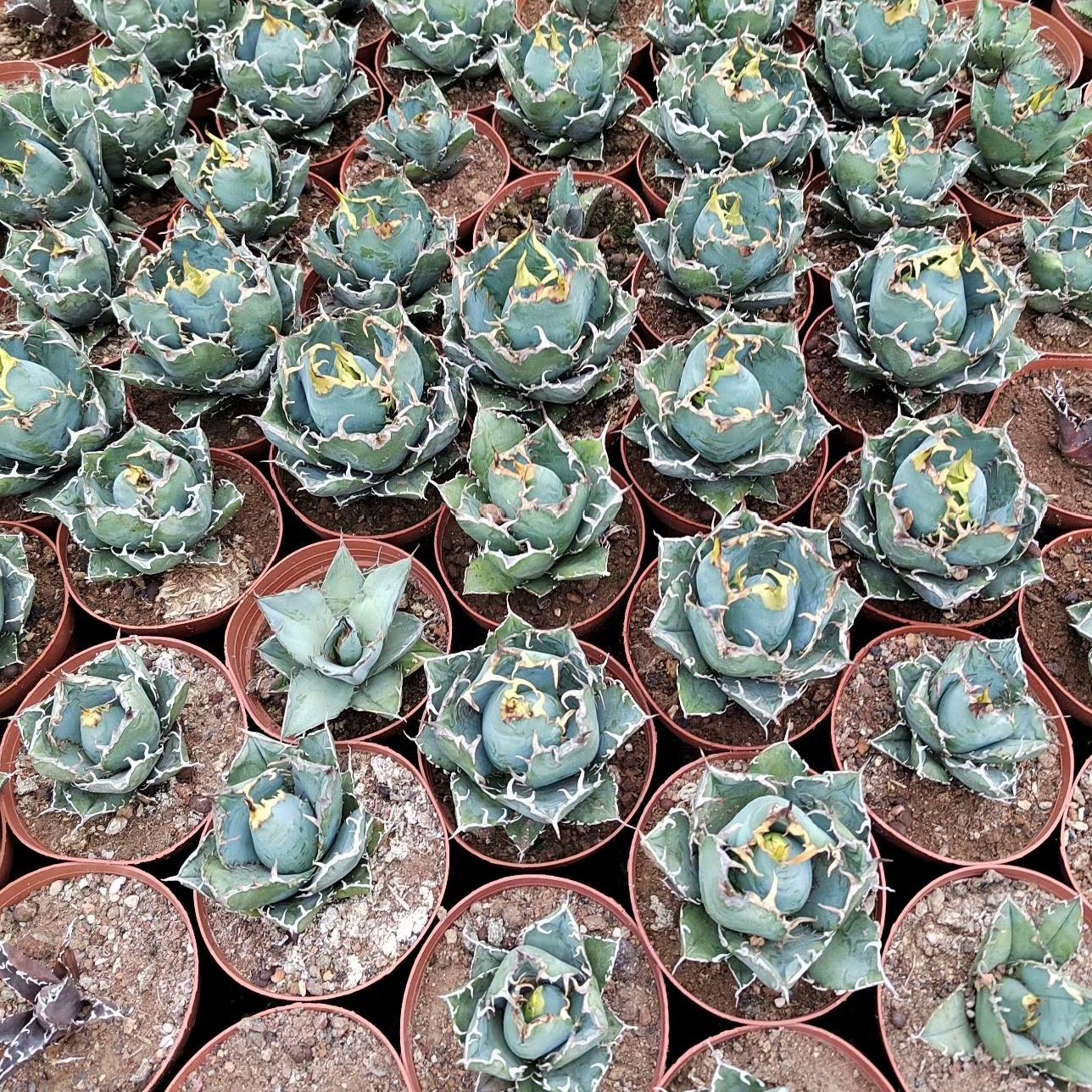 3-15cm Agave oteroi 'Hakugei'