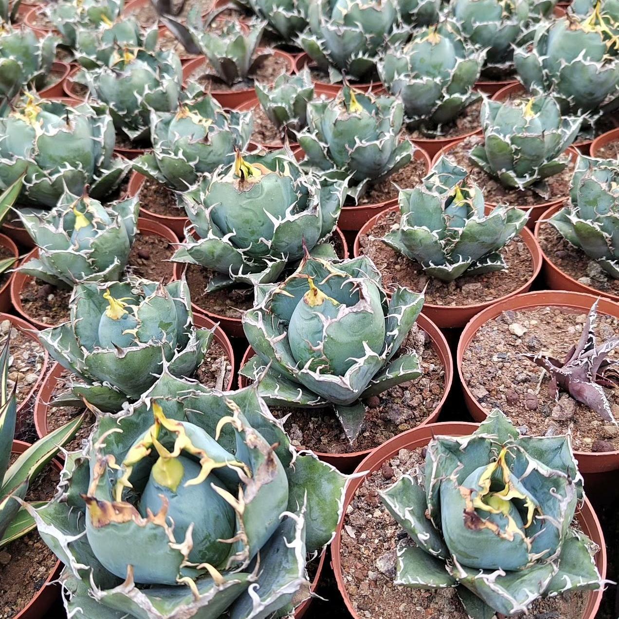 3-15cm Agave oteroi 'Hakugei'