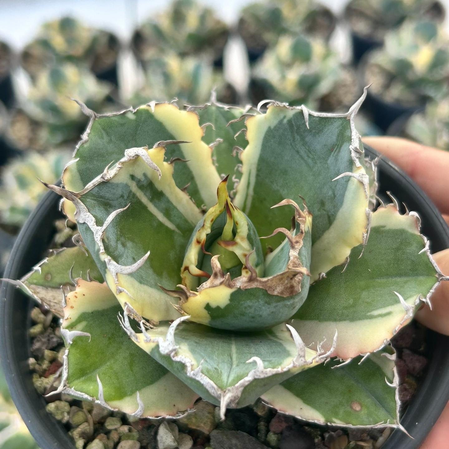 3-15cm Agave oteroi 'Hakugei'