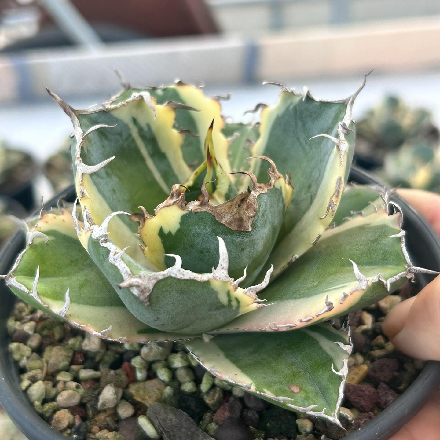 3-15cm Agave oteroi 'Hakugei'