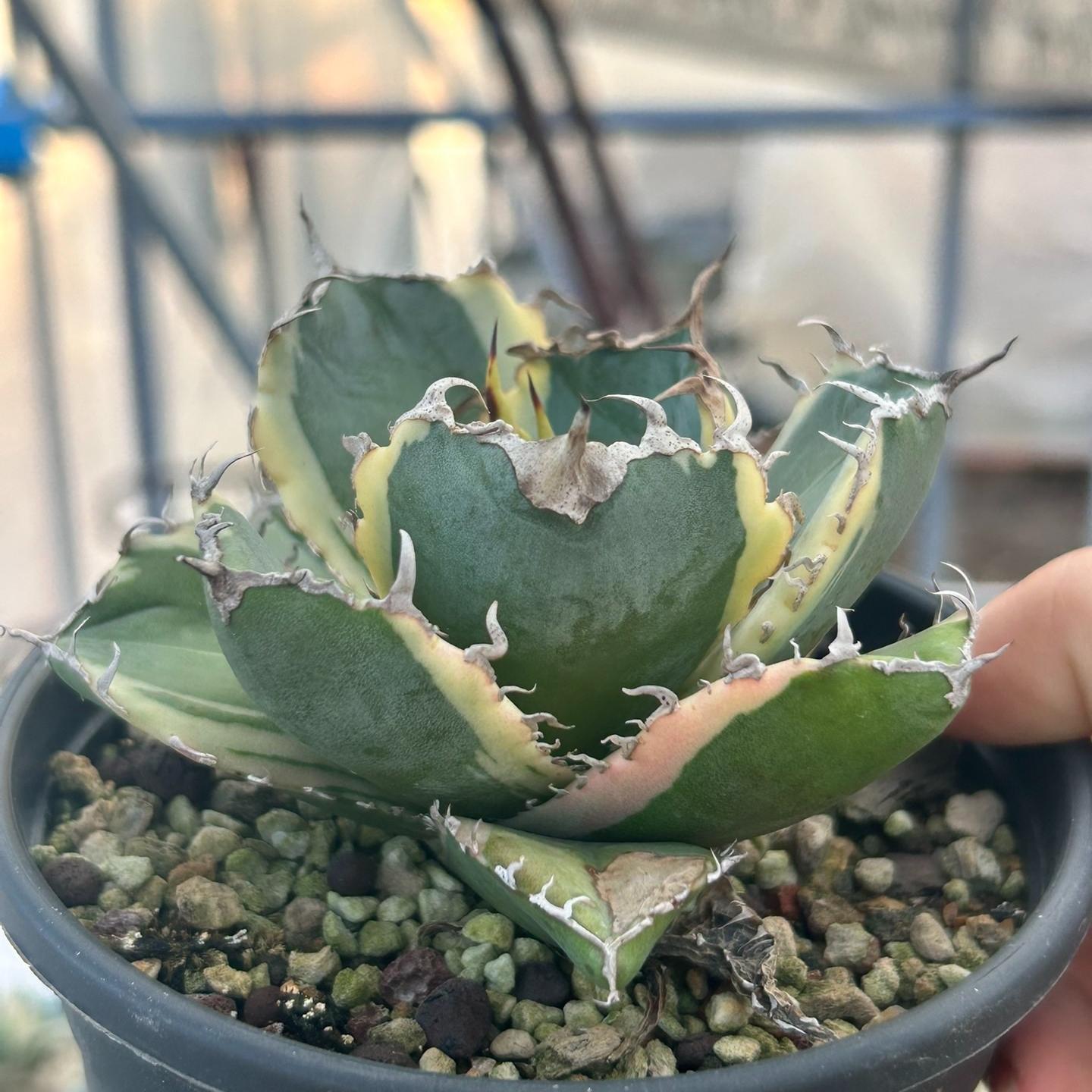 3-15cm Agave oteroi 'Hakugei'