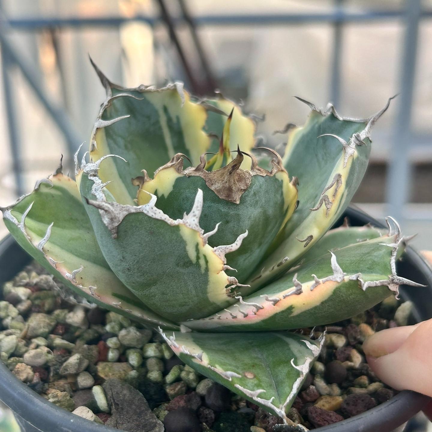 3-15cm Agave oteroi 'Hakugei'