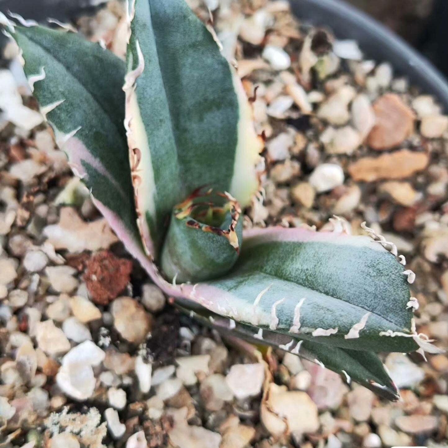 3-6cm Agave oteroi 'Hakugei' terminal bud （terminal bud and seedling）