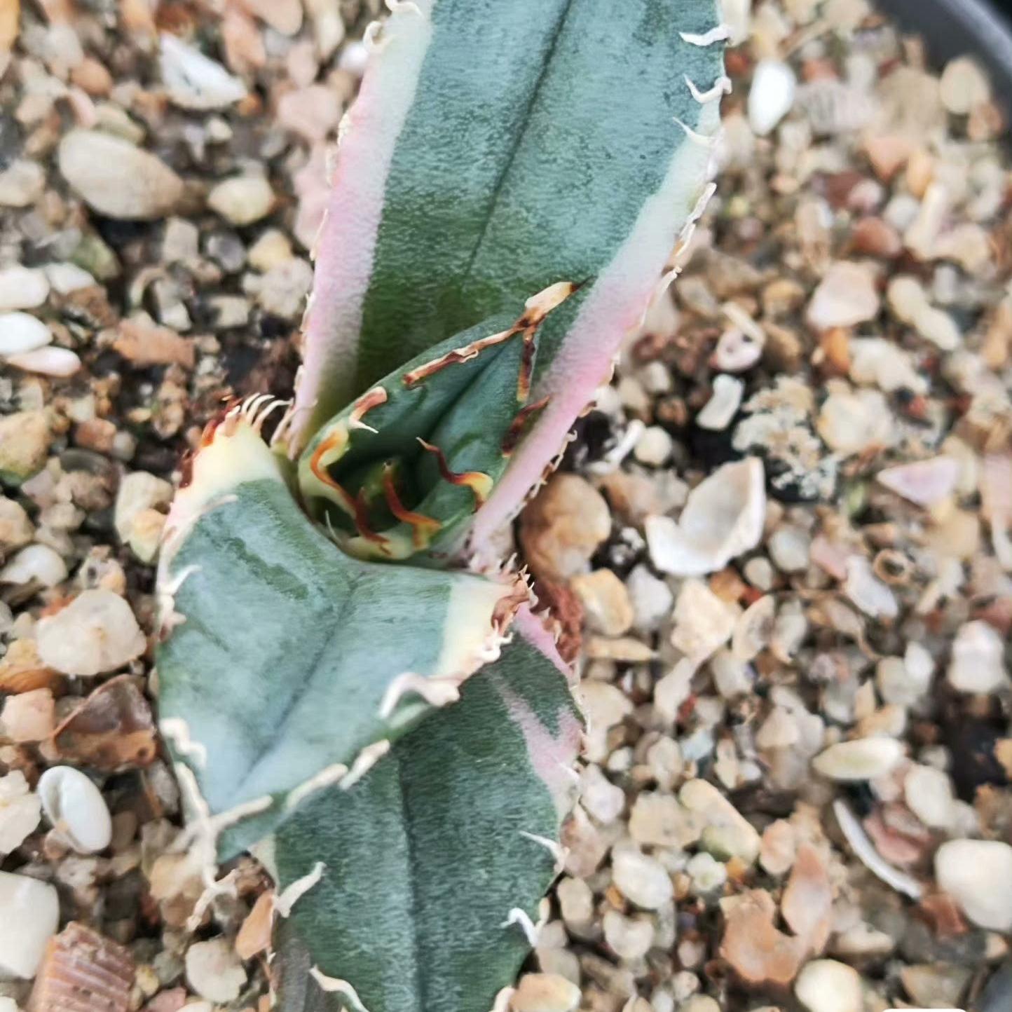 3-6cm Agave oteroi 'Hakugei' terminal bud （terminal bud and seedling）