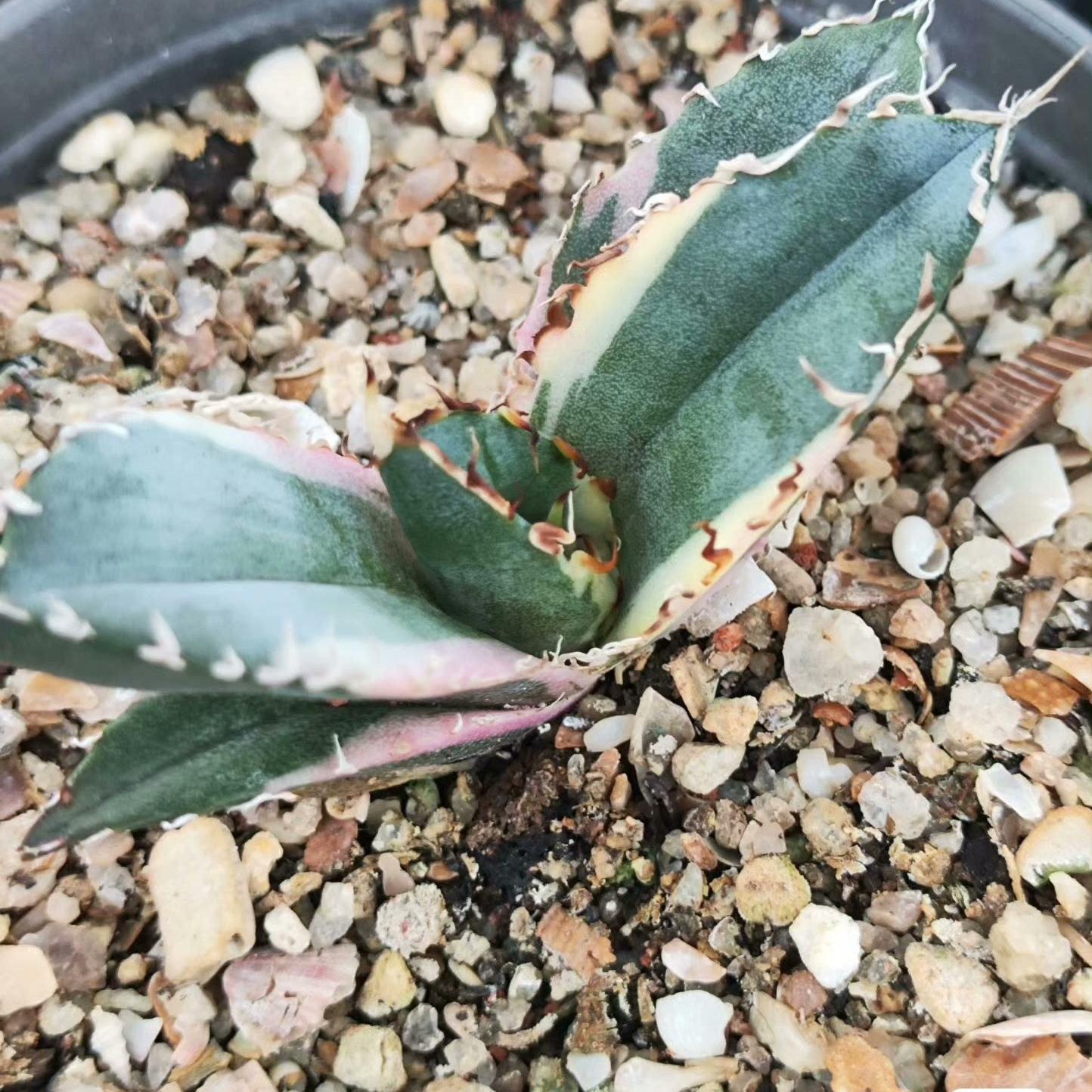3-6cm Agave oteroi 'Hakugei' terminal bud （terminal bud and seedling）