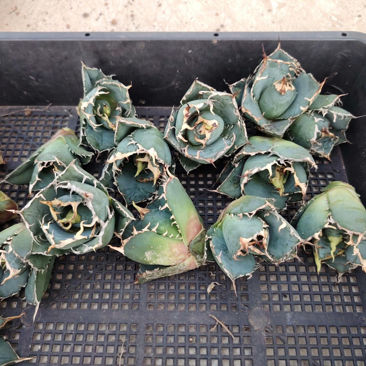 3-6cm Agave oteroi 'Hakugei' terminal bud （terminal bud and seedling）