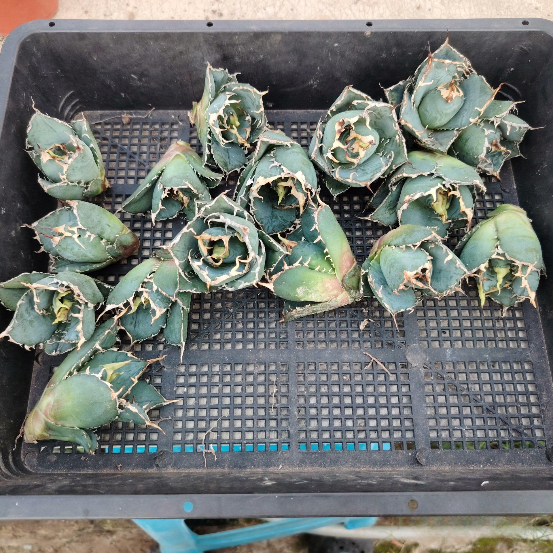 3-6cm Agave oteroi 'Hakugei' terminal bud （terminal bud and seedling）