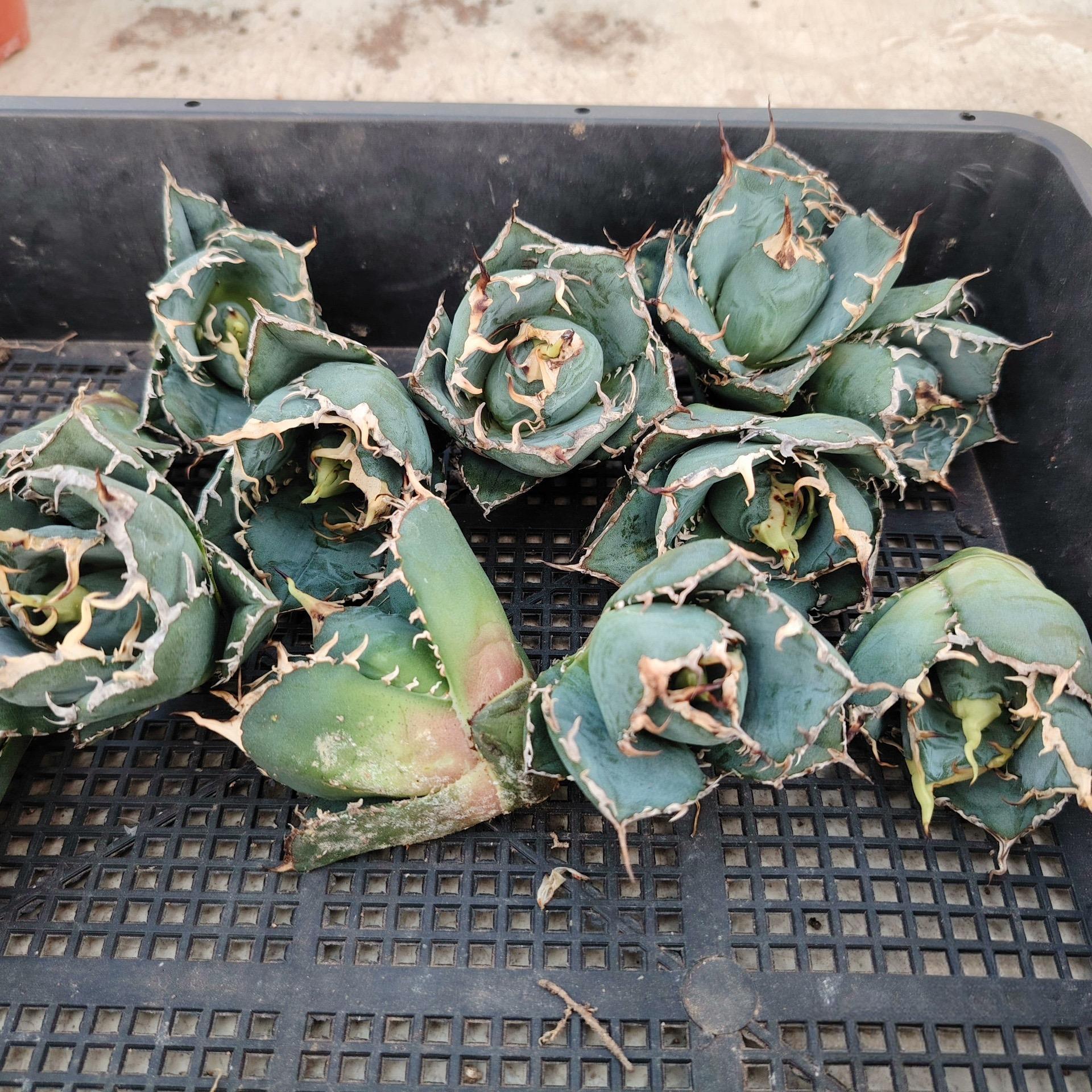 3-6cm Agave oteroi 'Hakugei' terminal bud （terminal bud and seedling）