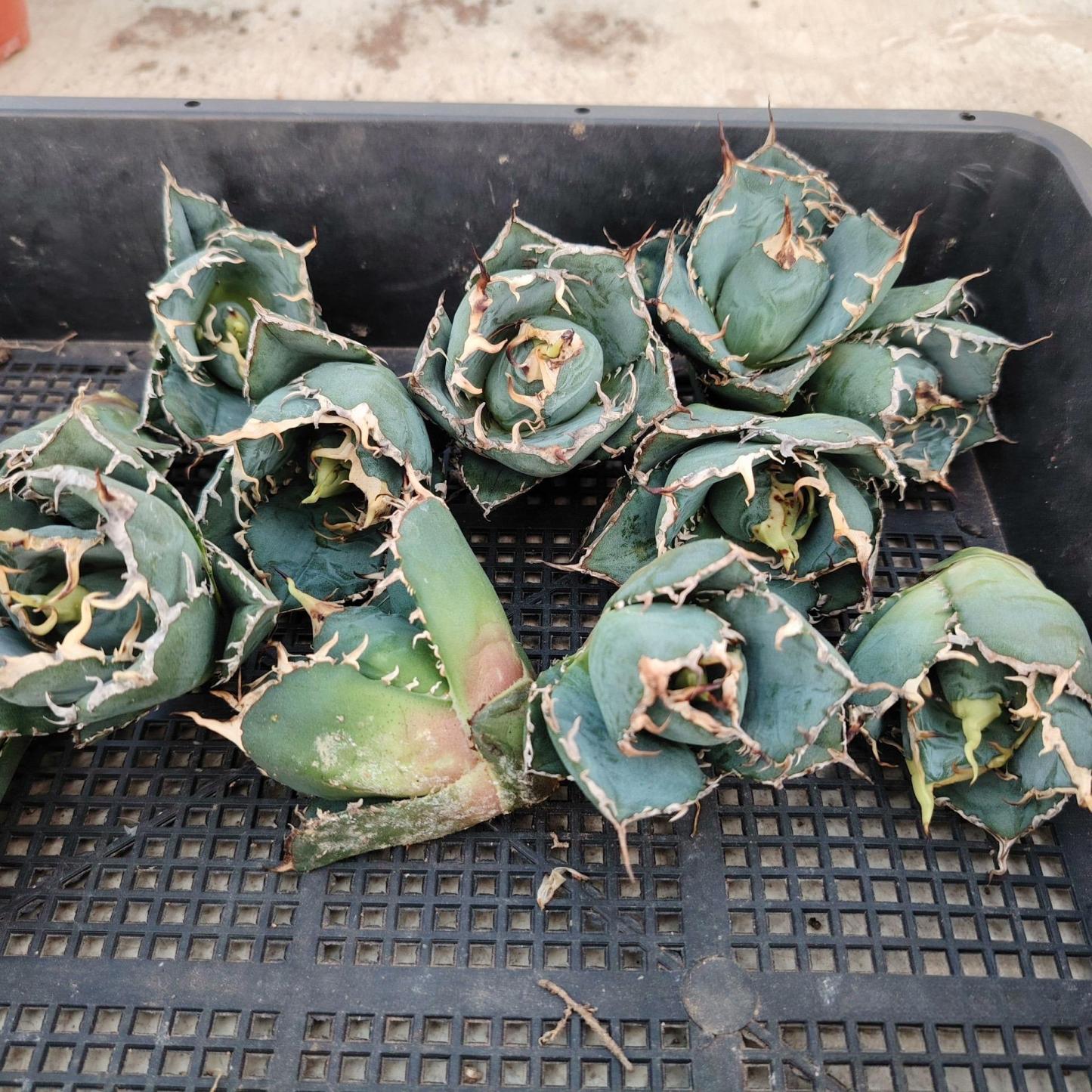 3-6cm Agave oteroi 'Hakugei' terminal bud （terminal bud and seedling）