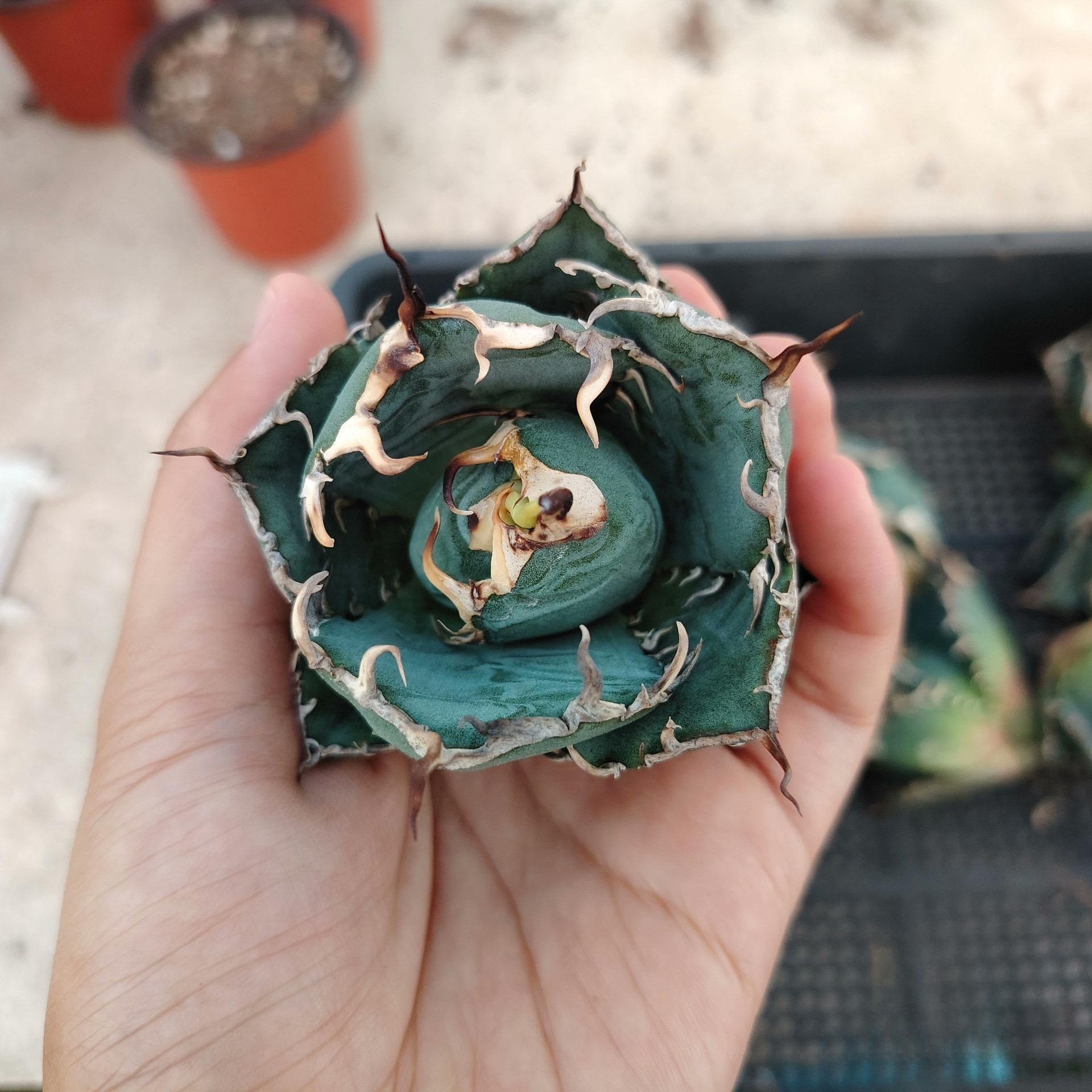 3-15cm Agave oteroi 'Hakugei'