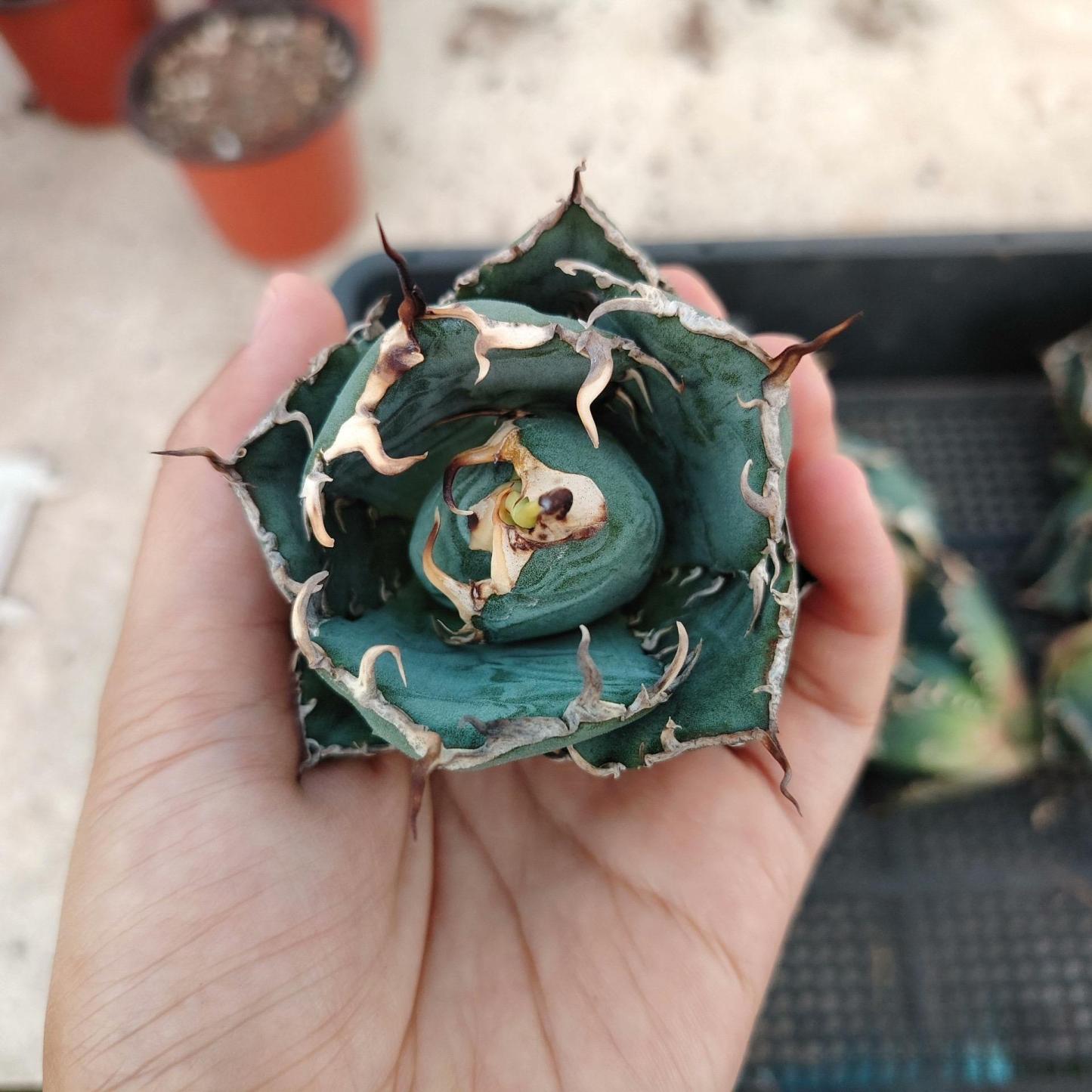 3-15cm Agave oteroi 'Hakugei'