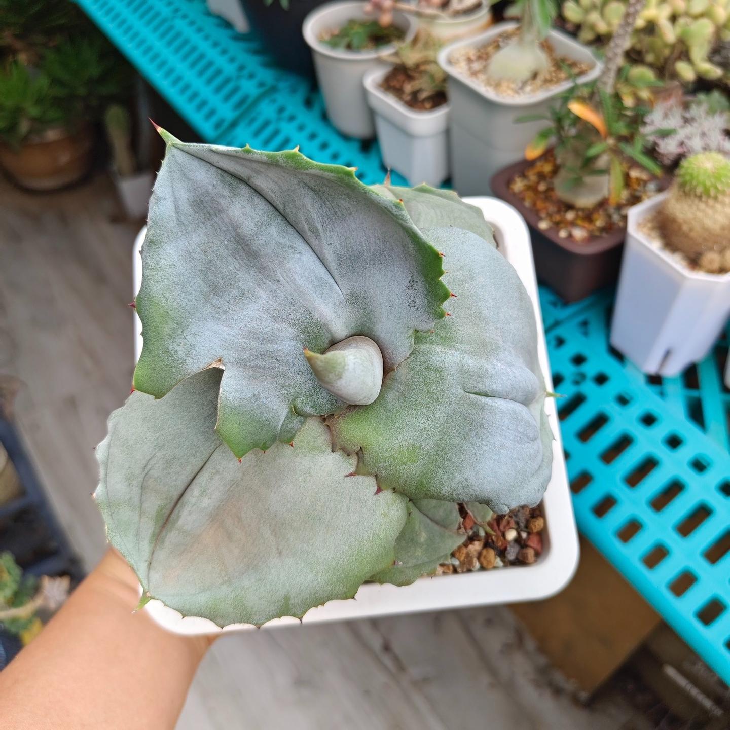 5-10cm Agave marmorata 