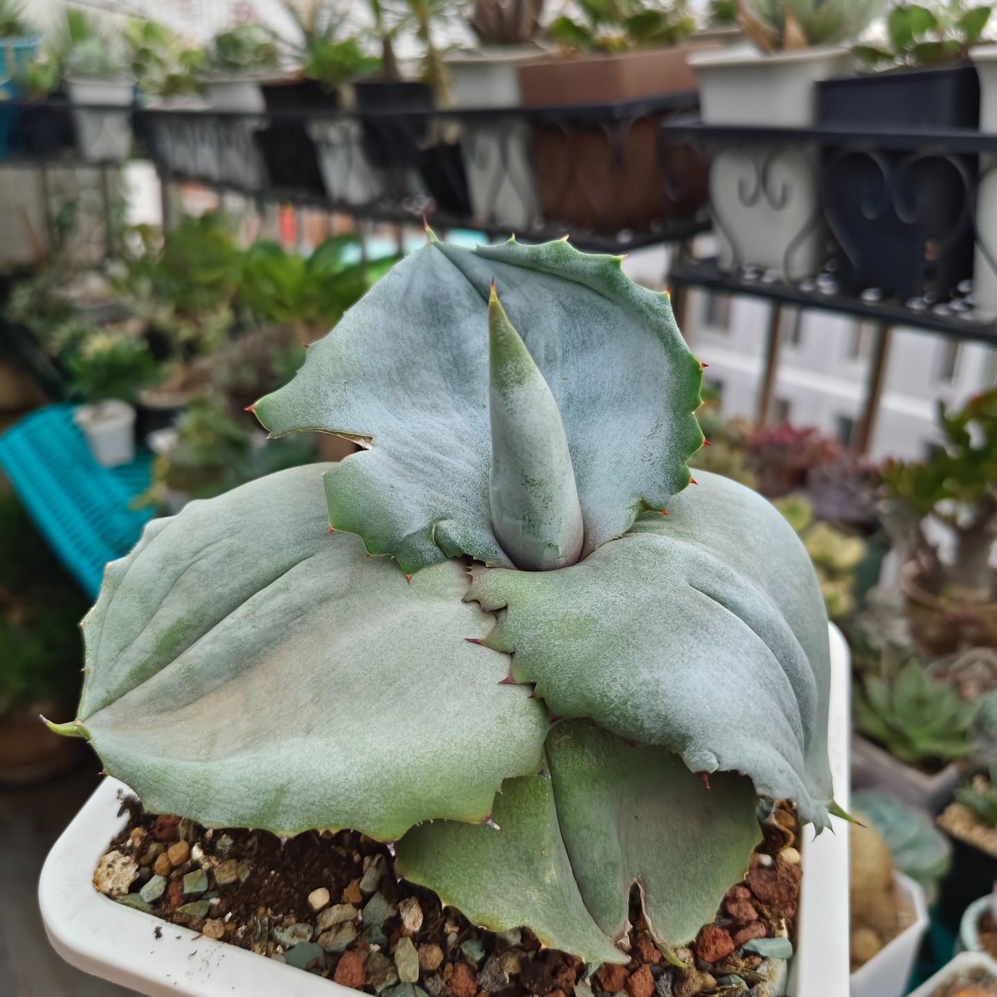 5-10cm Agave marmorata 