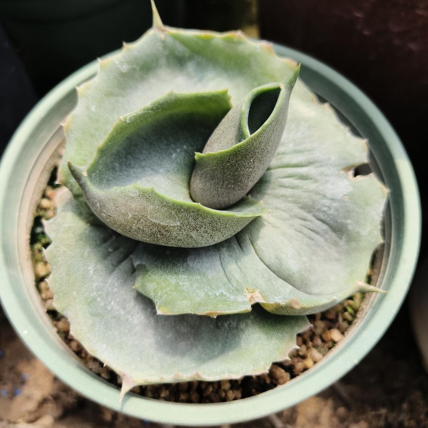 5-10cm Agave marmorata 