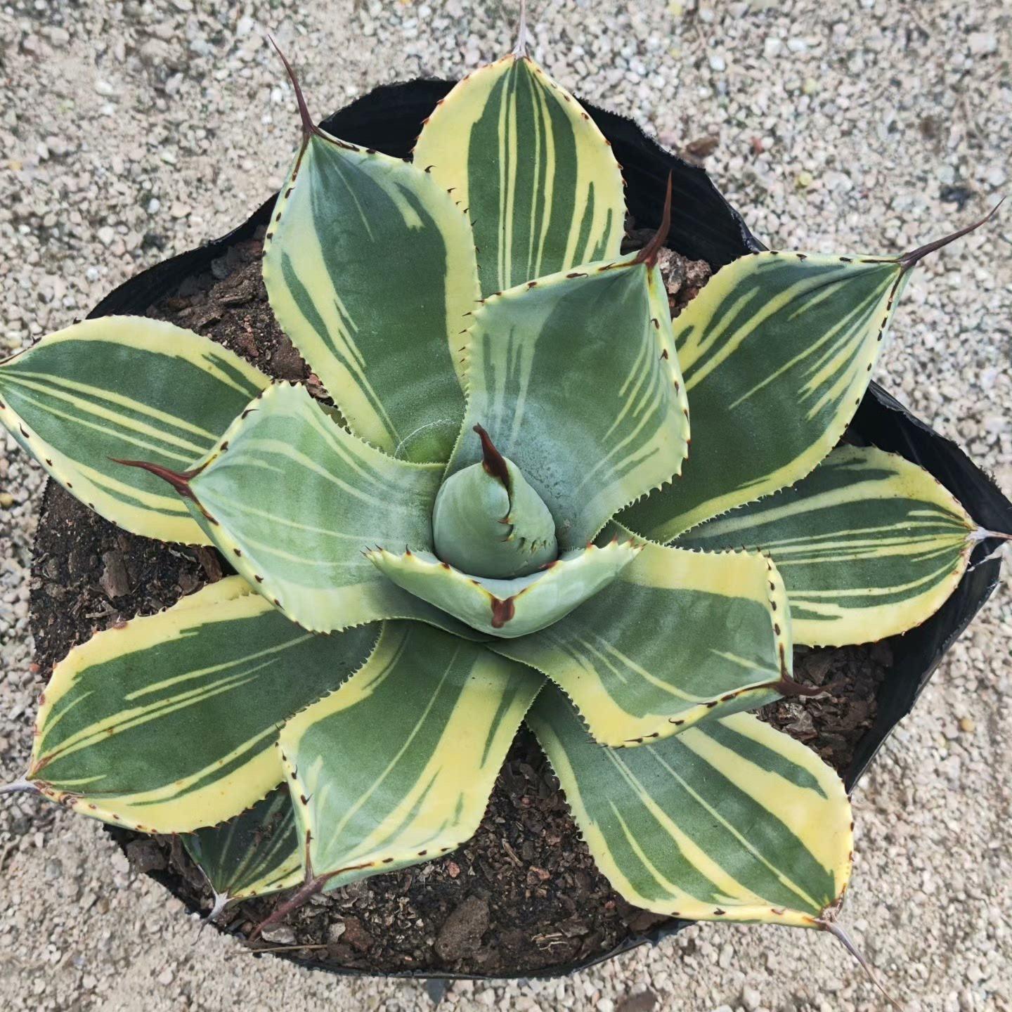 6-10cm Agave parryi var. truncata 'Lime Streak'