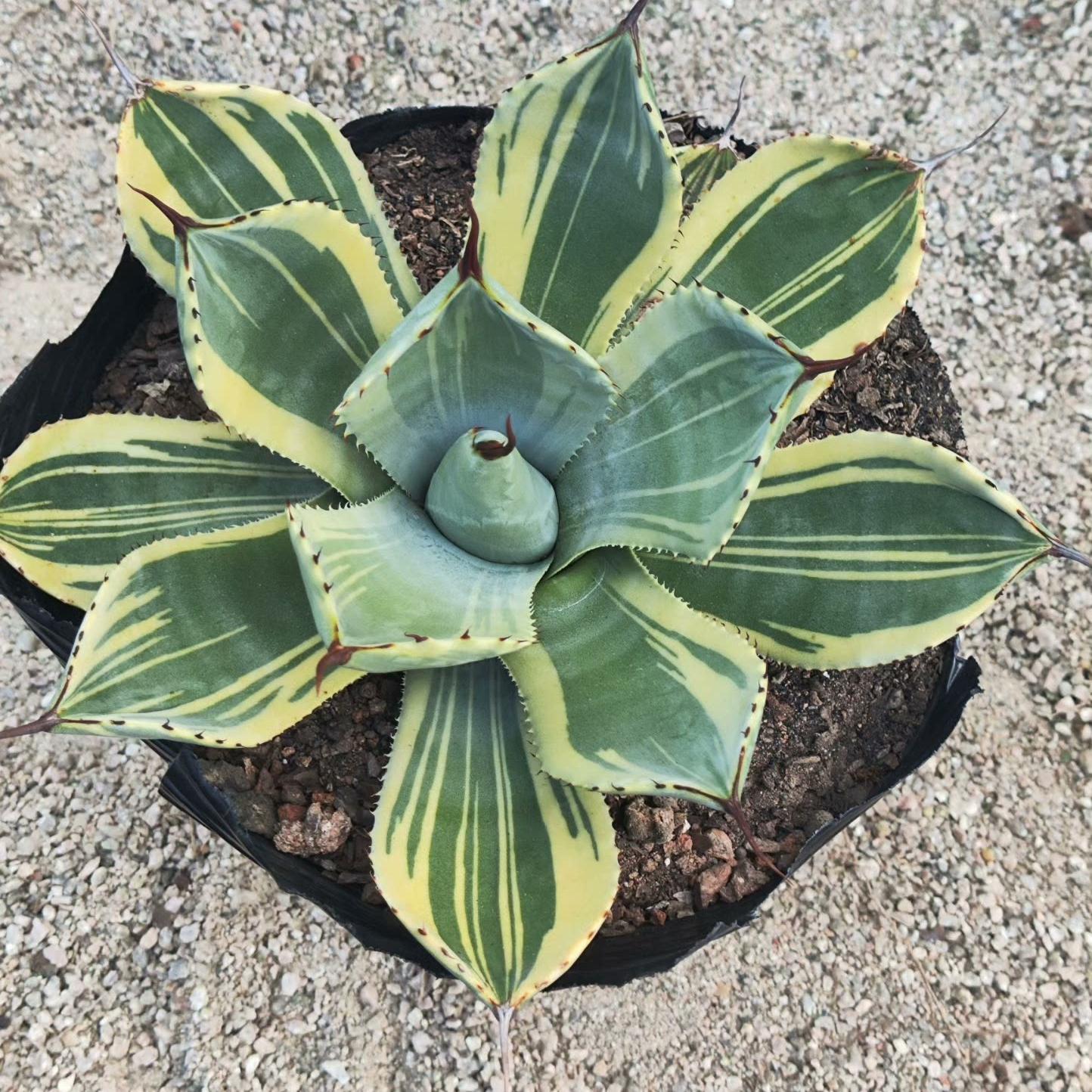 6-10cm Agave parryi var. truncata 'Lime Streak'