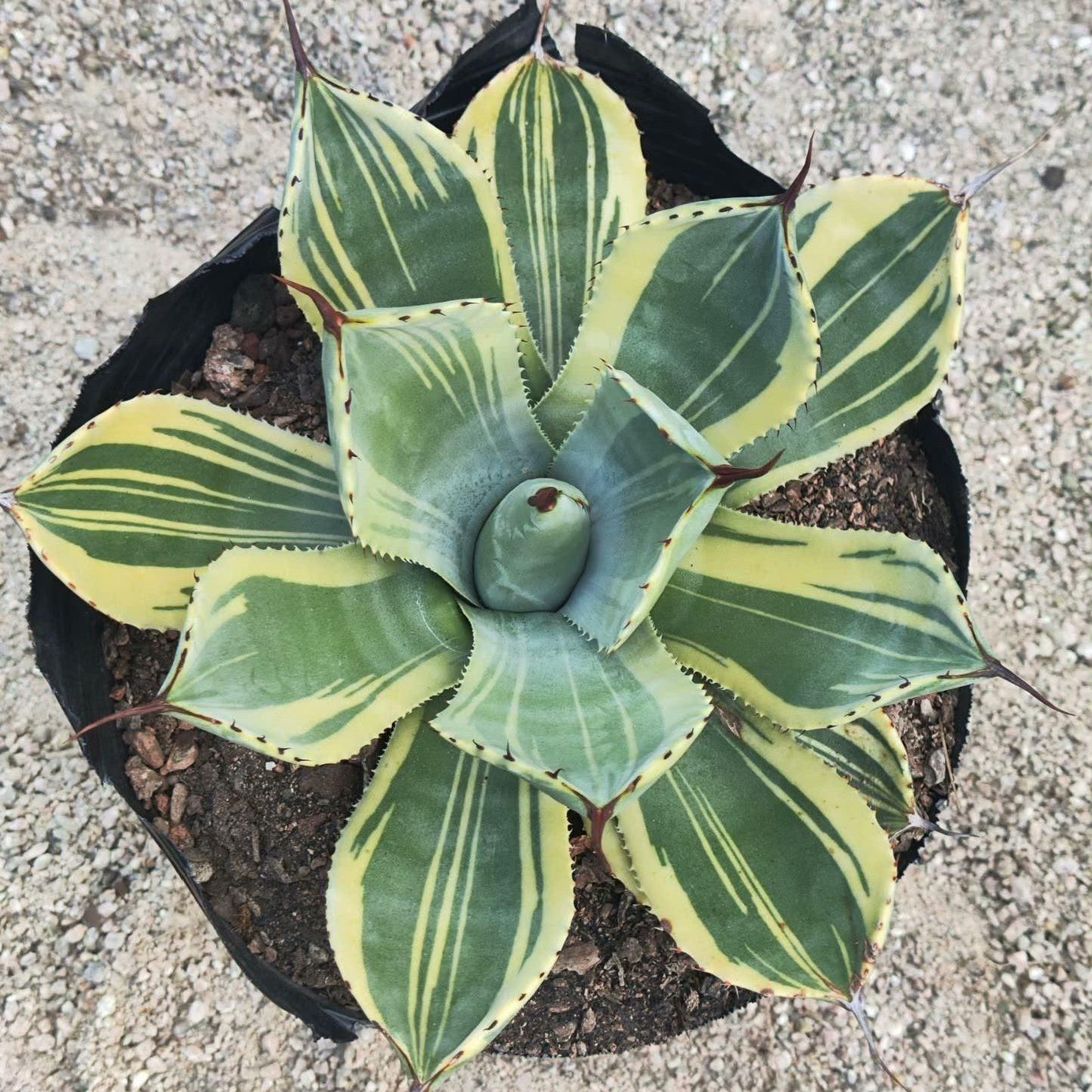 6-10cm Agave parryi var. truncata 'Lime Streak'