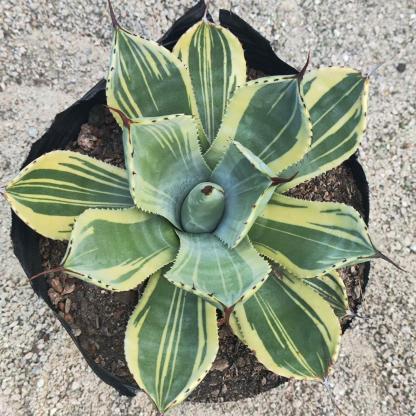 6-10cm Agave parryi var. truncata 'Lime Streak'