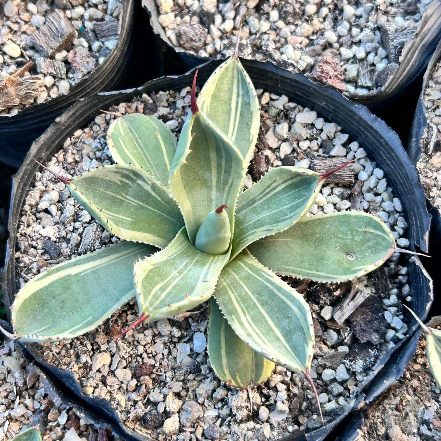 6-10cm Agave parryi var. truncata 'Lime Streak'