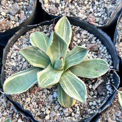 6-10cm Agave parryi var. truncata 'Lime Streak'