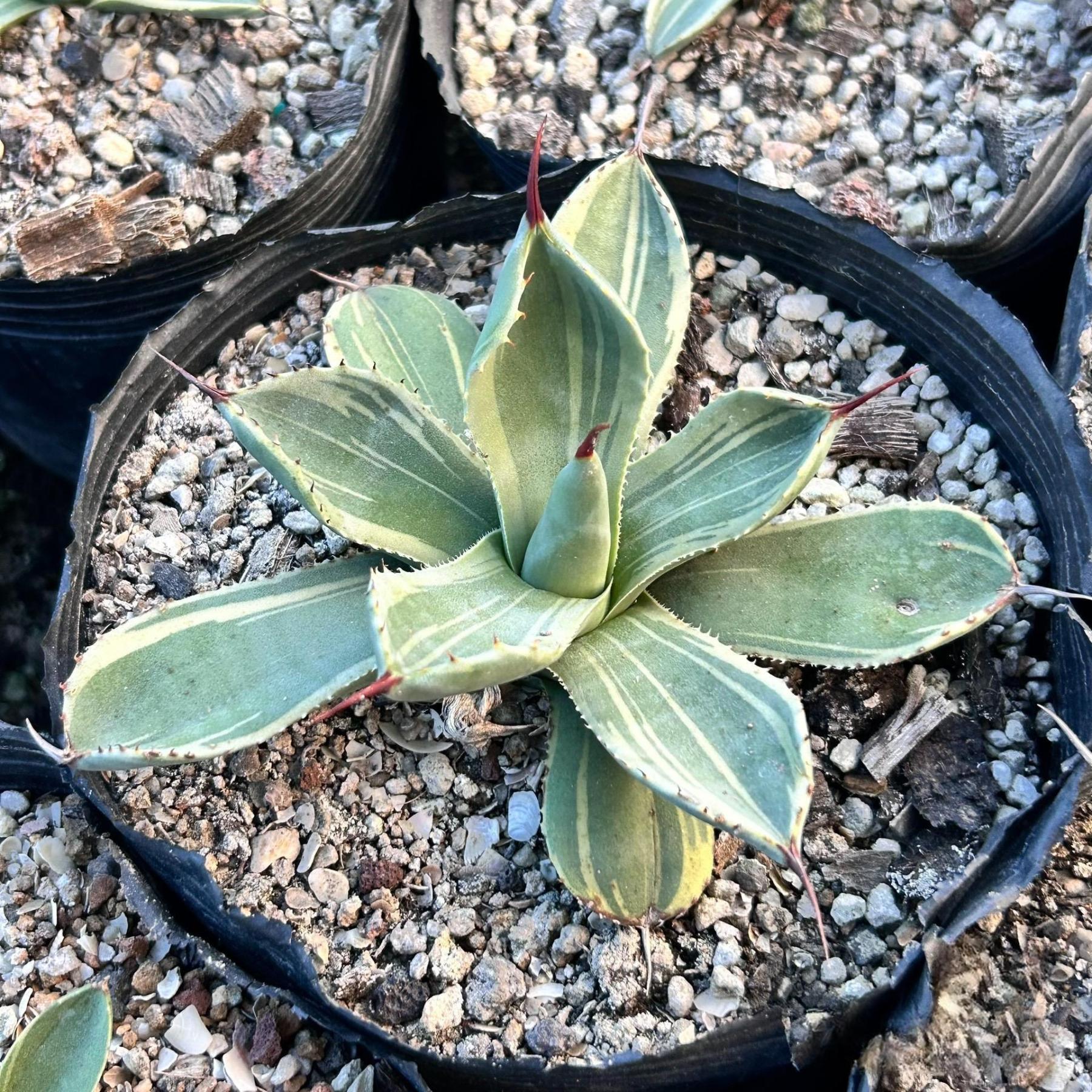 6-10cm Agave parryi var. truncata 'Lime Streak'
