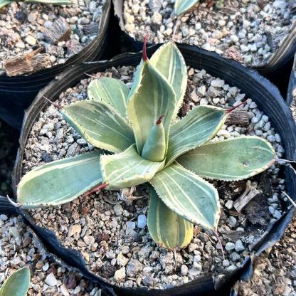 6-10cm Agave parryi var. truncata 'Lime Streak'