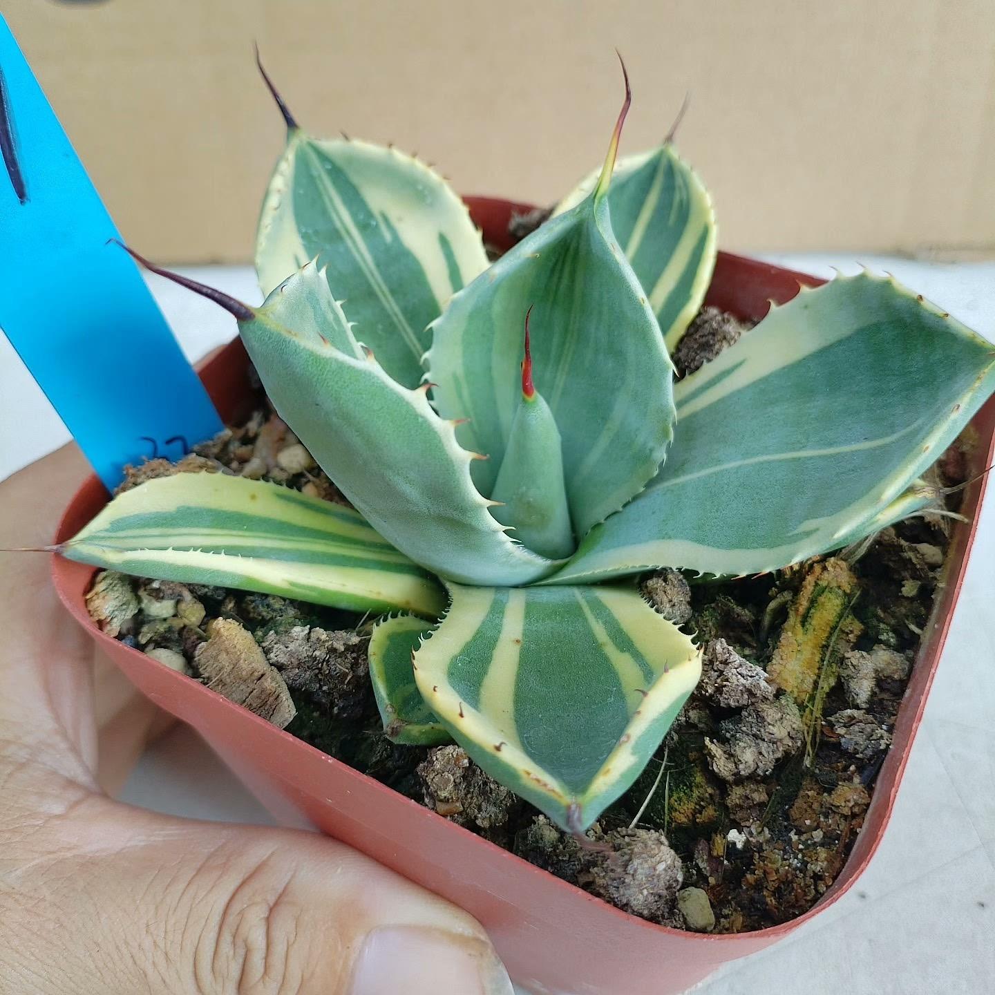 6-10cm Agave parryi var. truncata 'Lime Streak'
