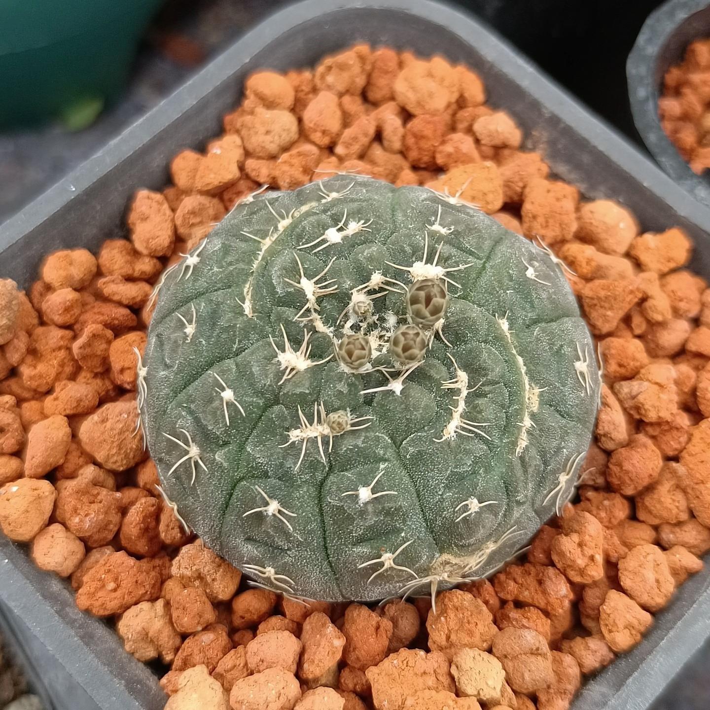 3-6cmGymnocalycium ragonesei 