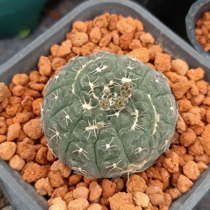 3-6cmGymnocalycium ragonesei 
