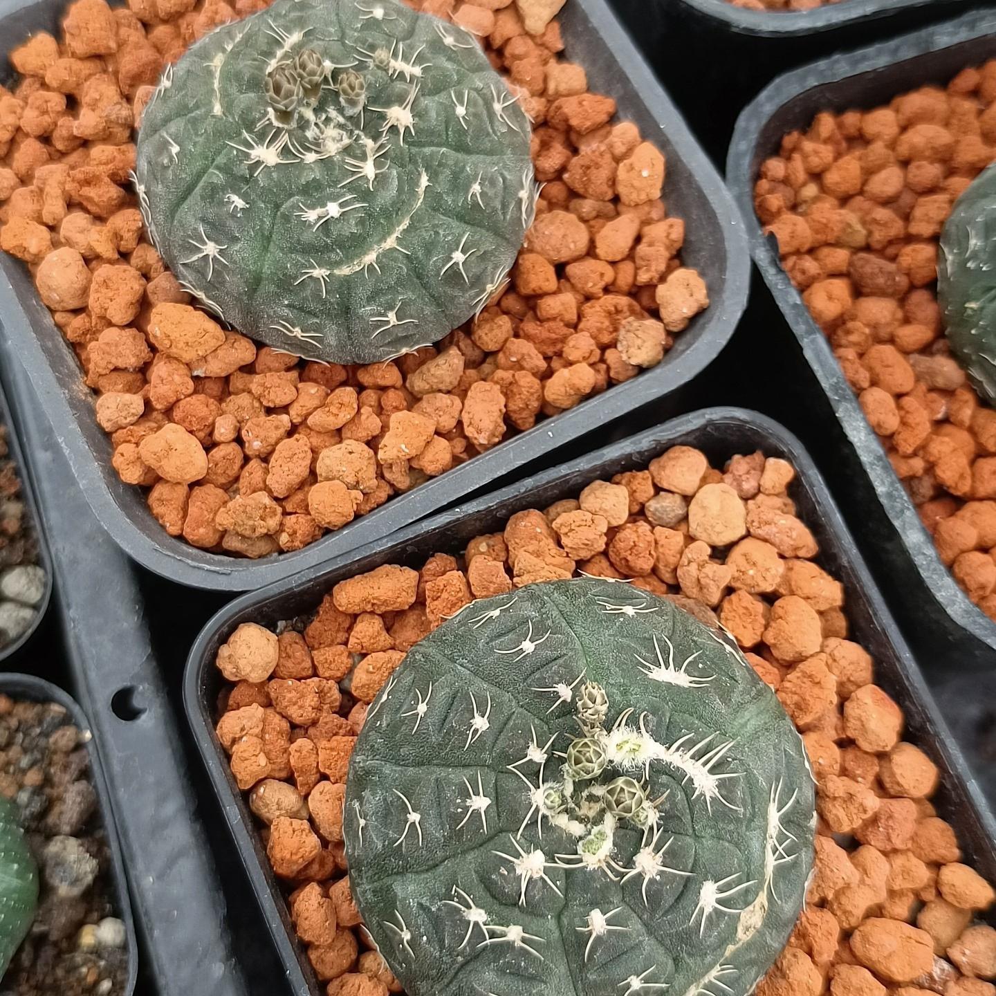 3-6cmGymnocalycium ragonesei 