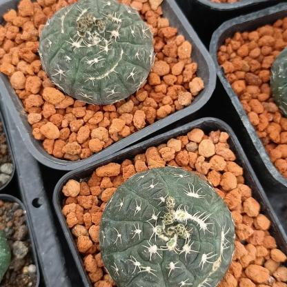 3-6cmGymnocalycium ragonesei 
