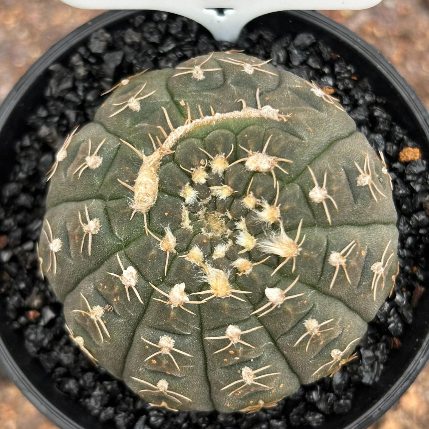4-5cm Gymnocalycium ragonesei