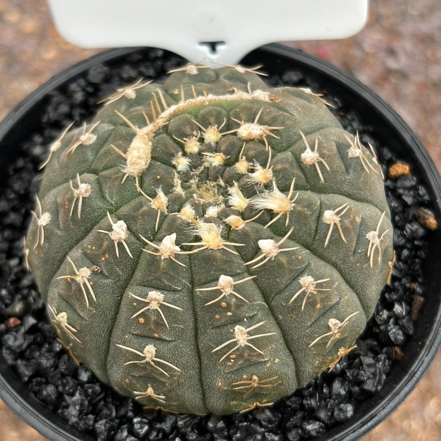 3-6cmGymnocalycium ragonesei 