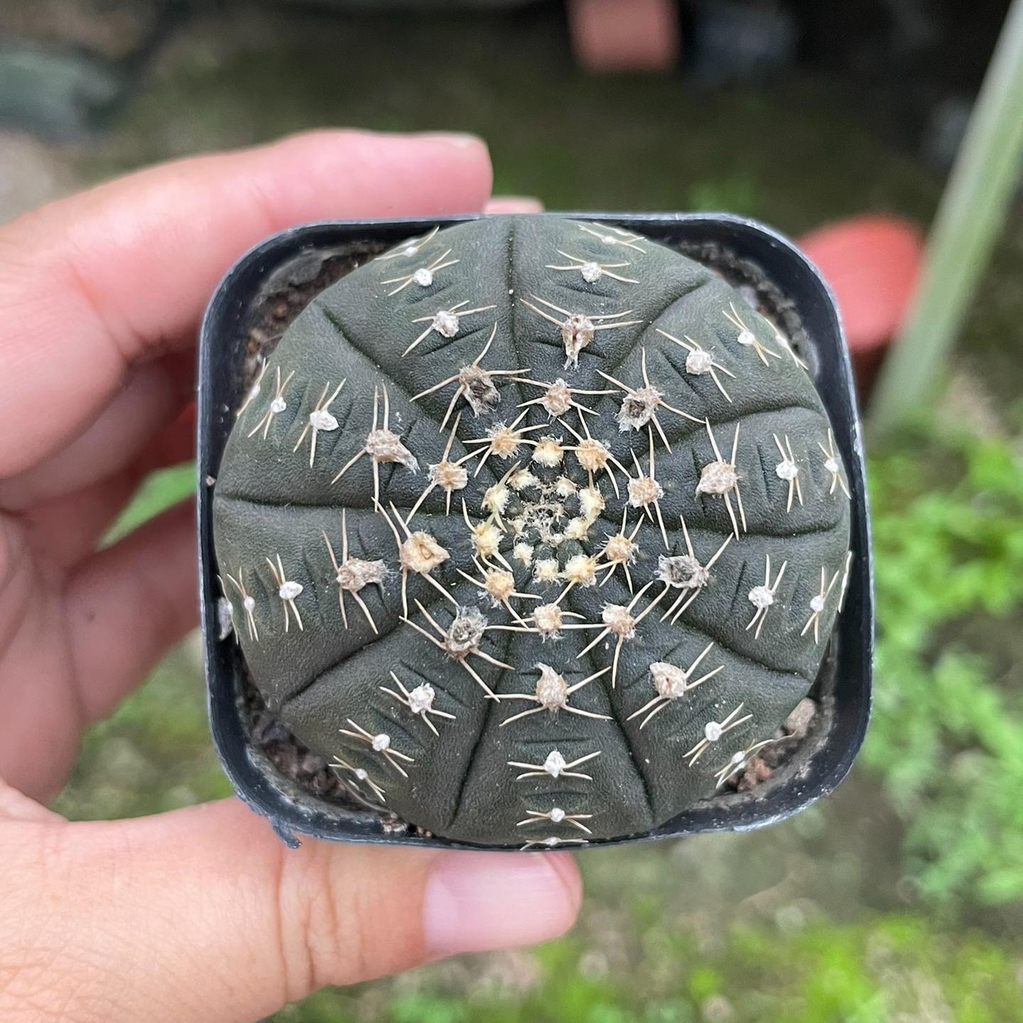 3-6cmGymnocalycium ragonesei 