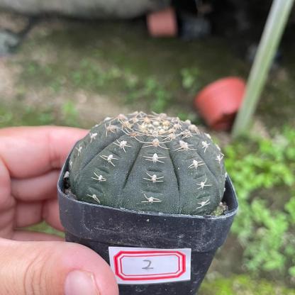 3-6cmGymnocalycium ragonesei 