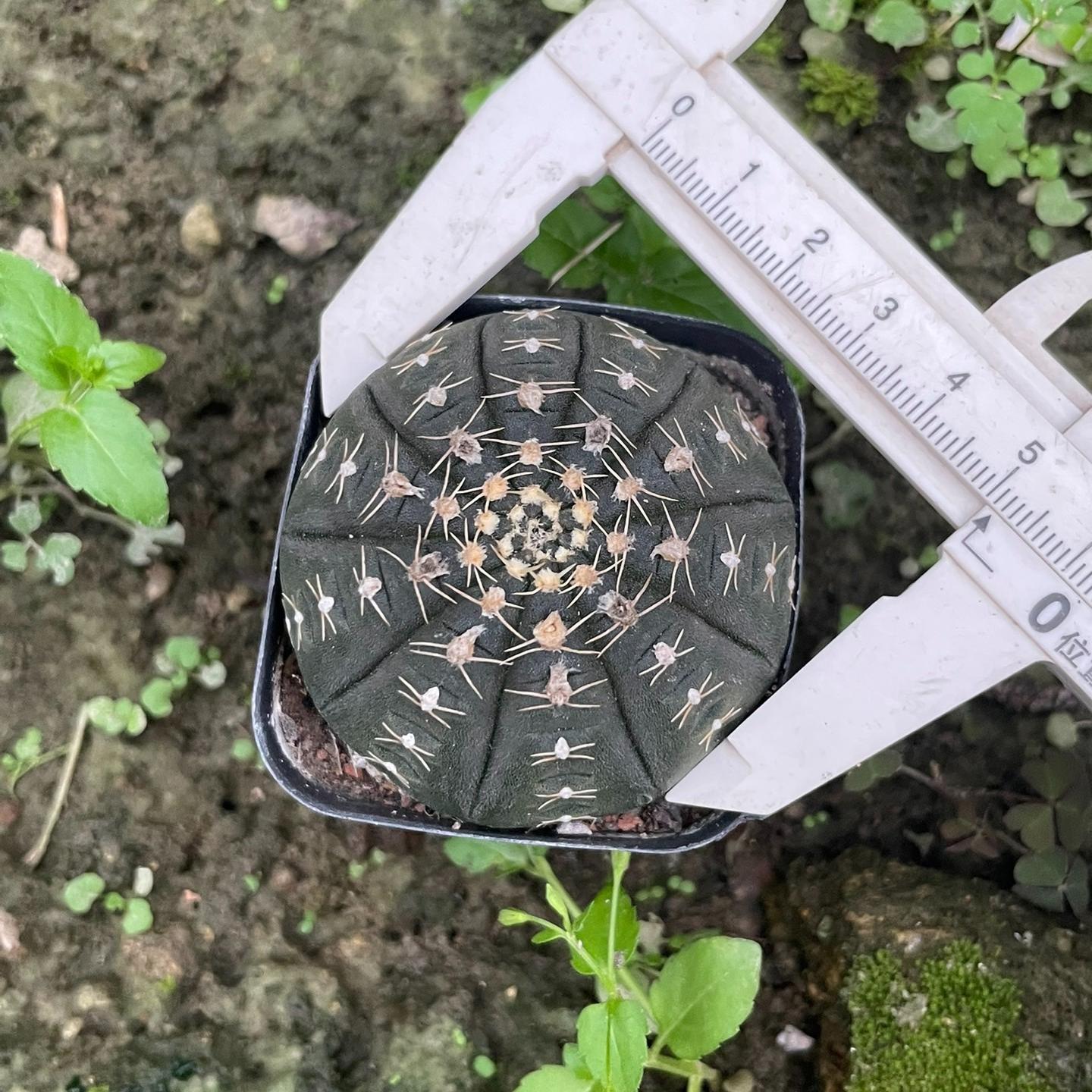 3-6cmGymnocalycium ragonesei 