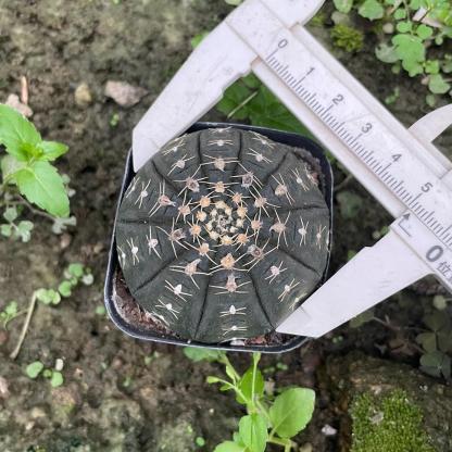 3-6cmGymnocalycium ragonesei 