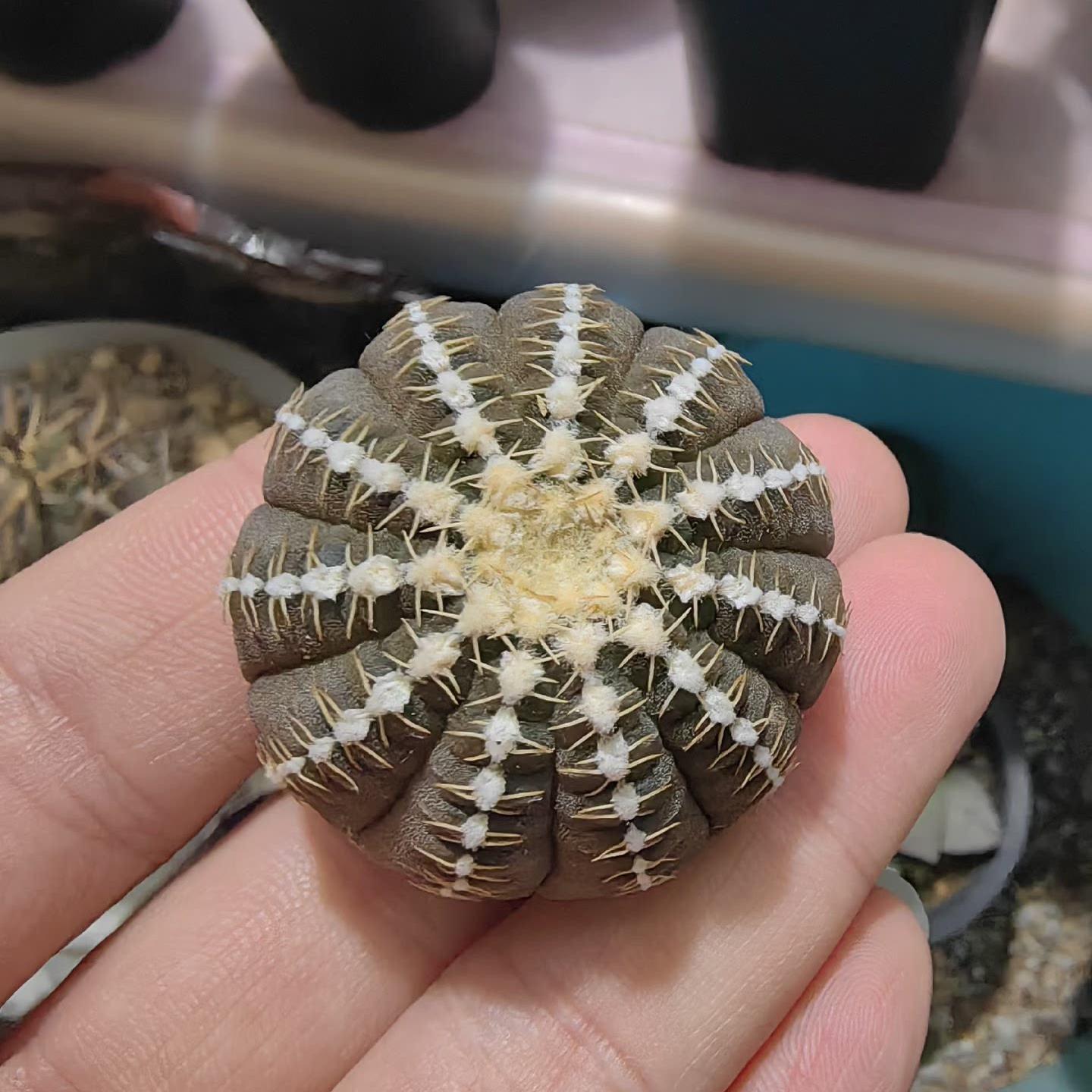 3-6cmGymnocalycium ragonesei 